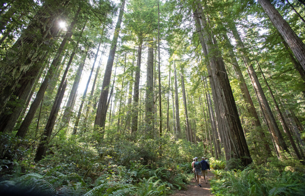 Hiking through the tress and forrest in Oregon