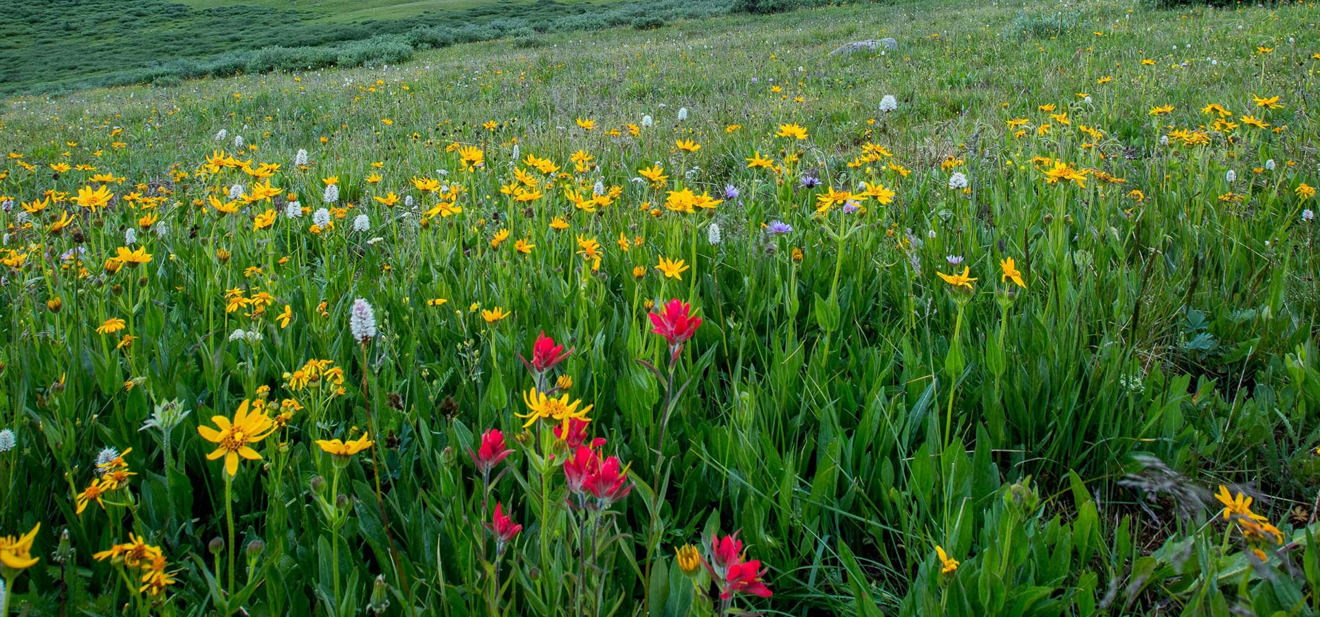 Spring flowers in grassy field