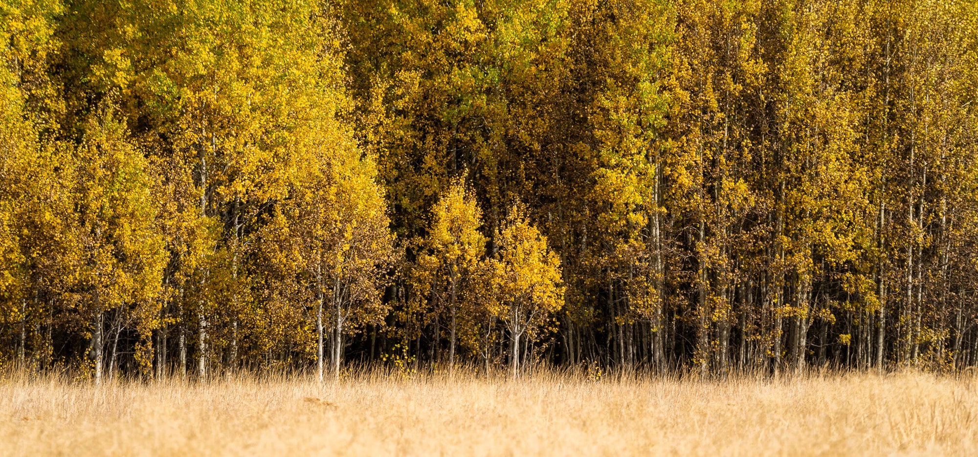 Dense aspen forest with yellow fall leaves