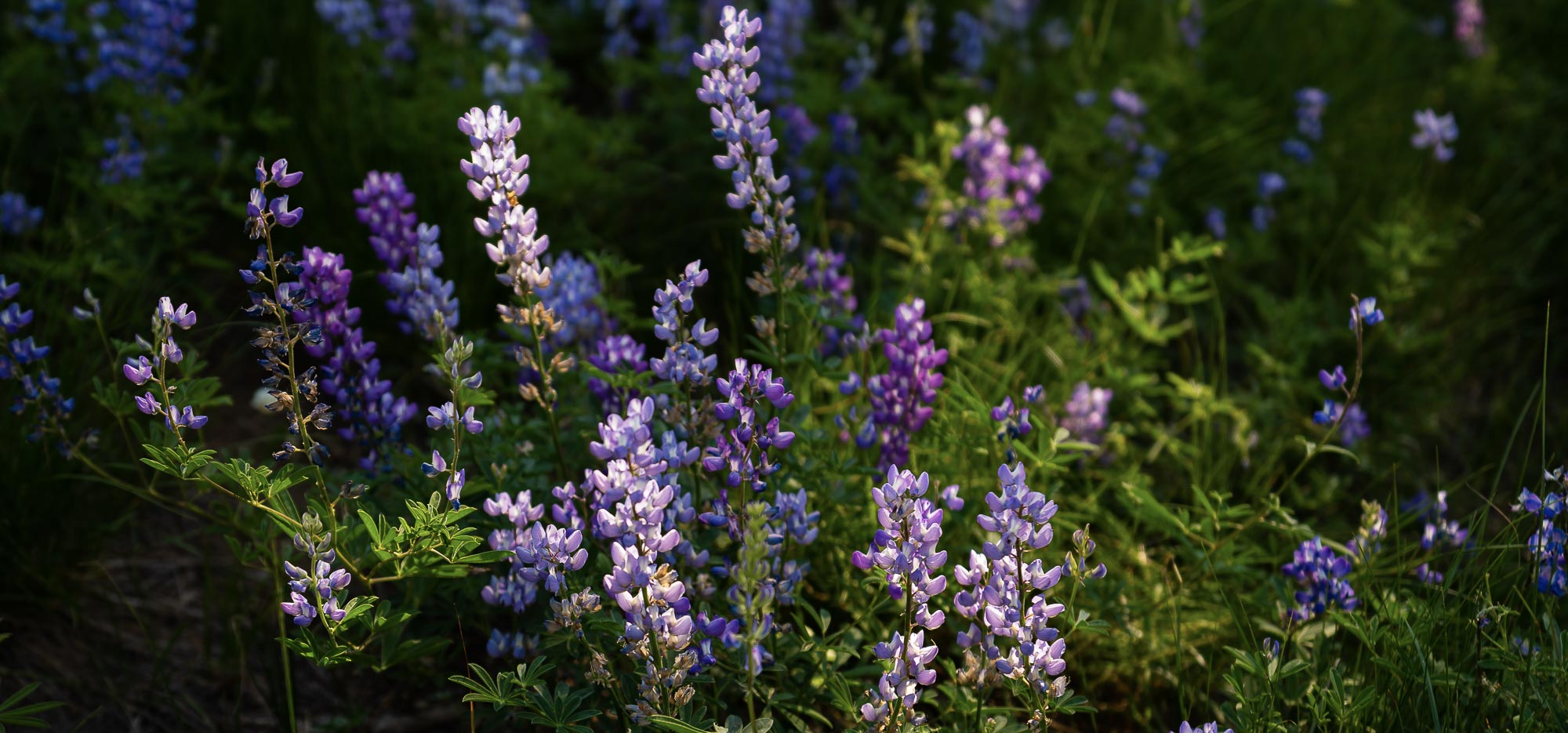 purple flowers in greenery