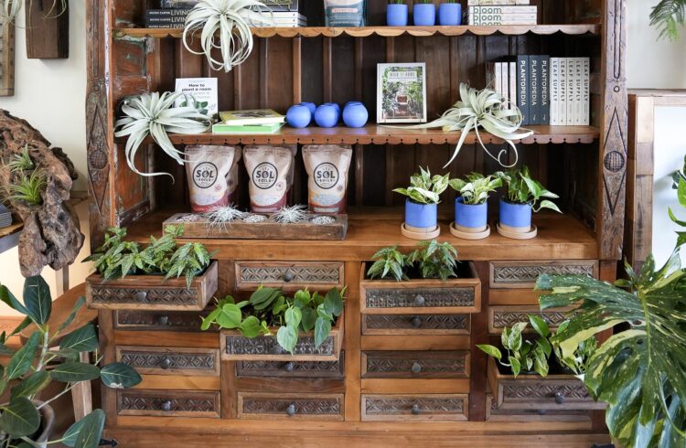 plant display inside boutique plant shop
